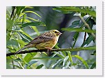 Keltasirkku Yellowhammer * 2296 x 1623 * (2.22MB)